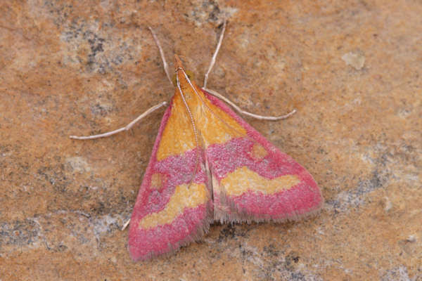 Pyrausta virginalis: Bild 3