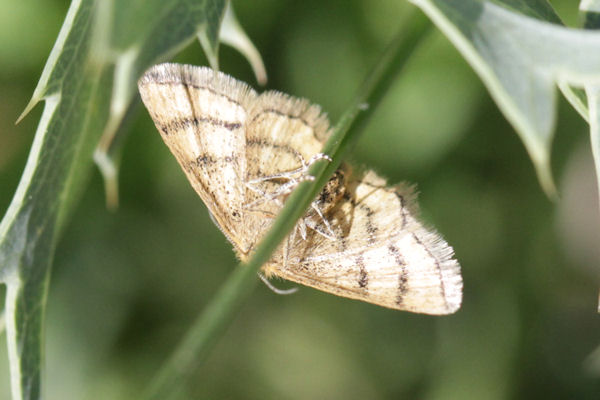 Idaea aureolaria: Bild 18