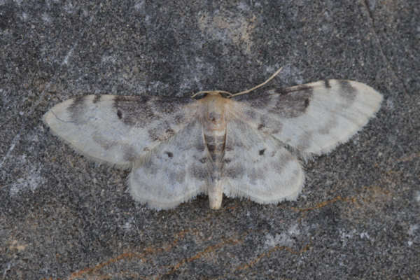 Idaea filicata: Bild 1