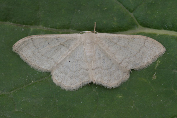 Idaea straminata: Bild 6