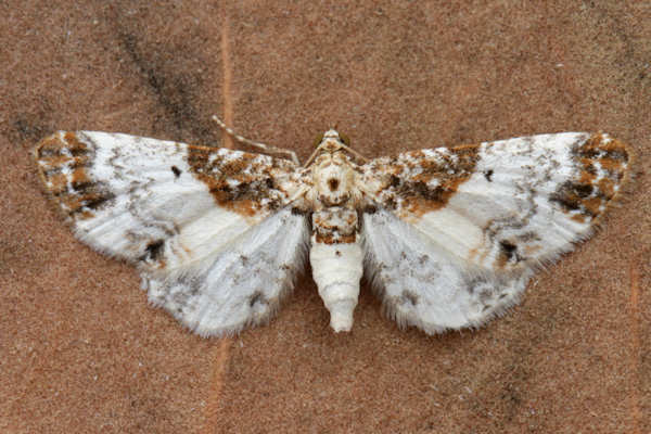 Eupithecia breviculata: Bild 10