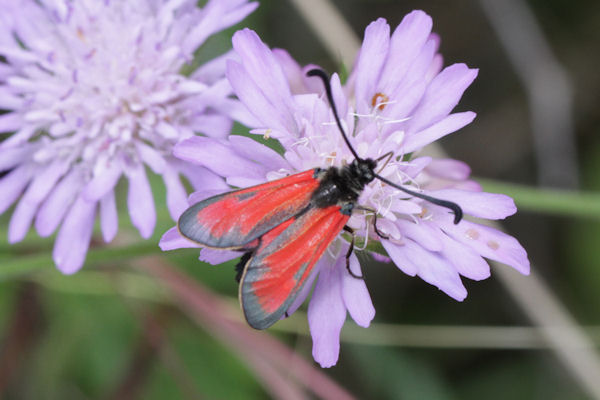 Zygaena punctum: Bild 8