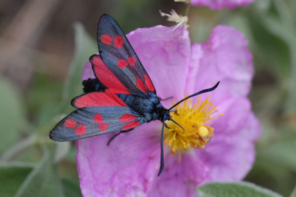 Zygaena filipendulae: Bild 19