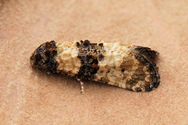 Phtheochroa pulvillana: Bild 2