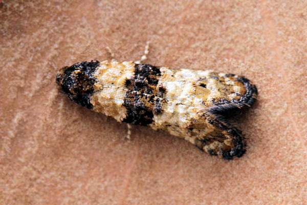 Phtheochroa pulvillana: Bild 3