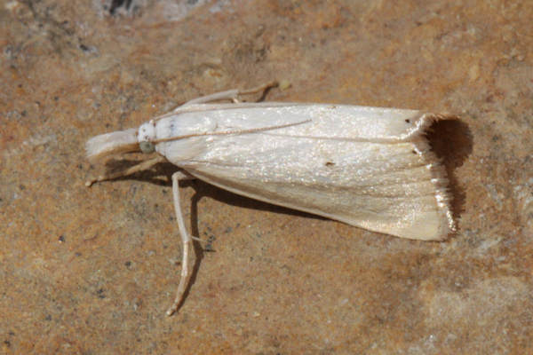 Xanthocrambus saxonellus: Bild 3