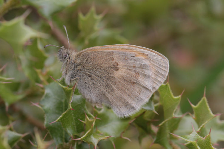 Coenonympha pamphilus: Bild 23