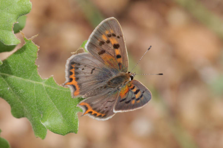 Lycaena phlaeas: Bild 4