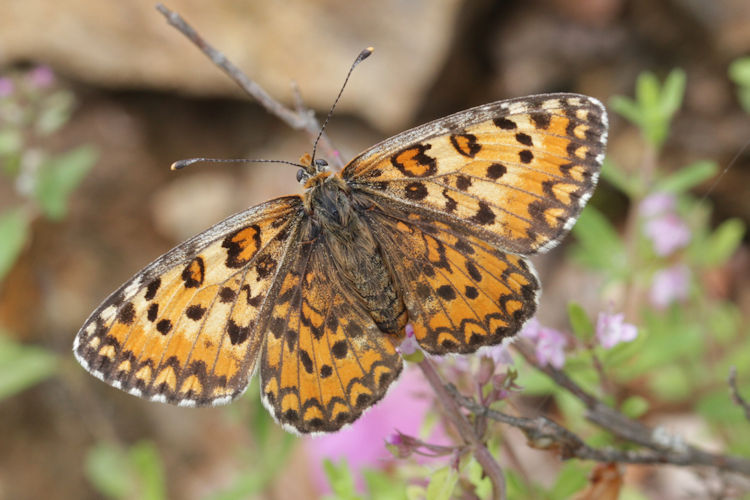 Melitaea trivia: Bild 11