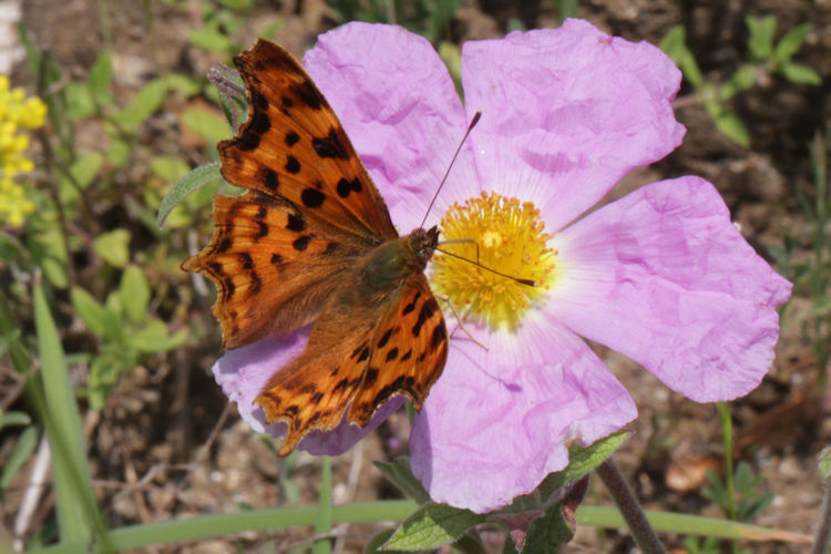 Polygonia c-album: Bild 19
