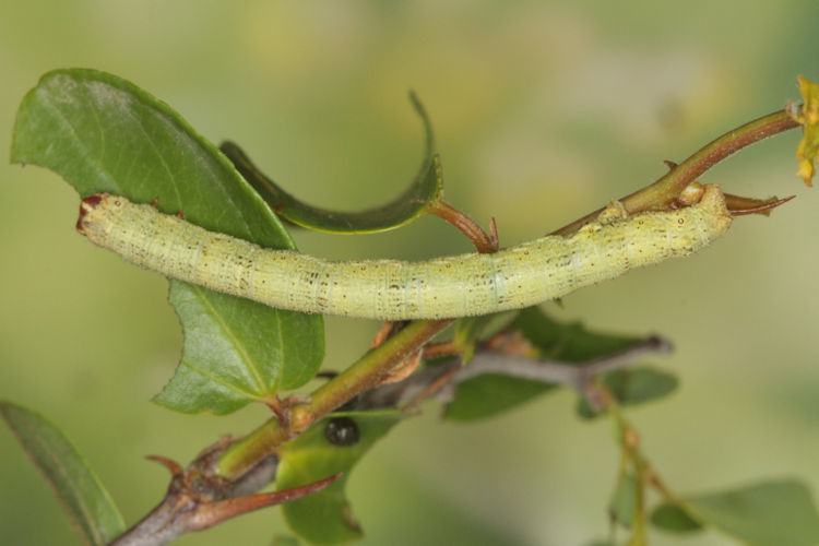 Erannis declinans: Bild 4