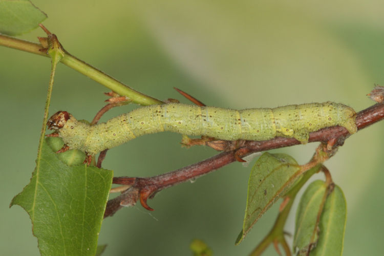 Erannis declinans: Bild 5
