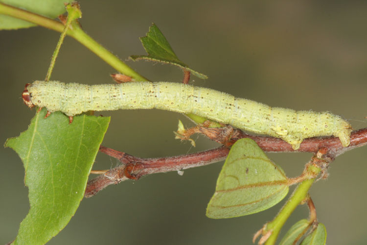 Erannis declinans: Bild 7