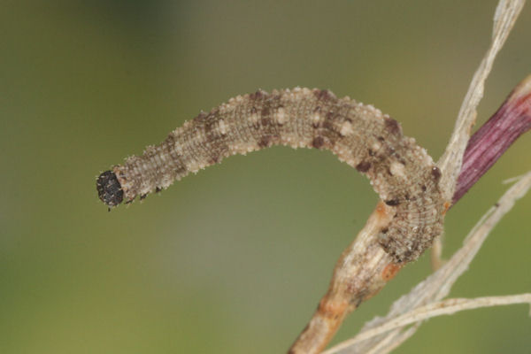 Idaea typicata: Bild 27