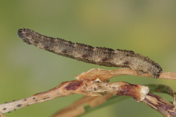 Idaea typicata: Bild 28