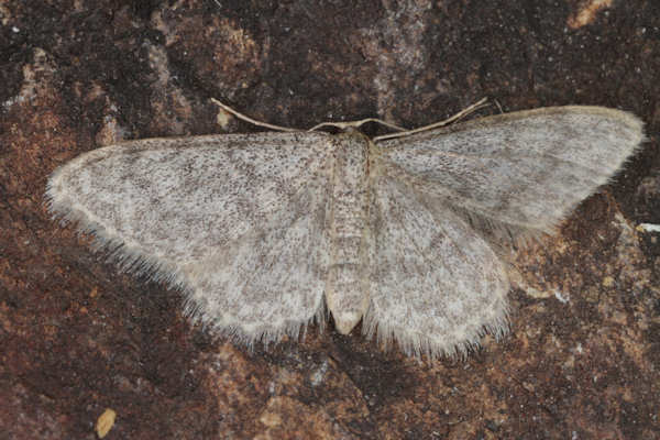 Idaea typicata: Bild 17