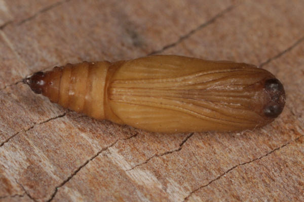 Idaea typicata: Bild 30