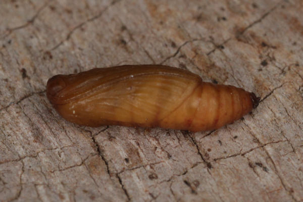 Idaea typicata: Bild 33