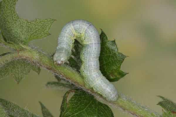 Alsophila aceraria: Bild 4