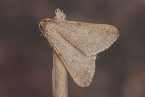 Alsophila aceraria: Bild 14