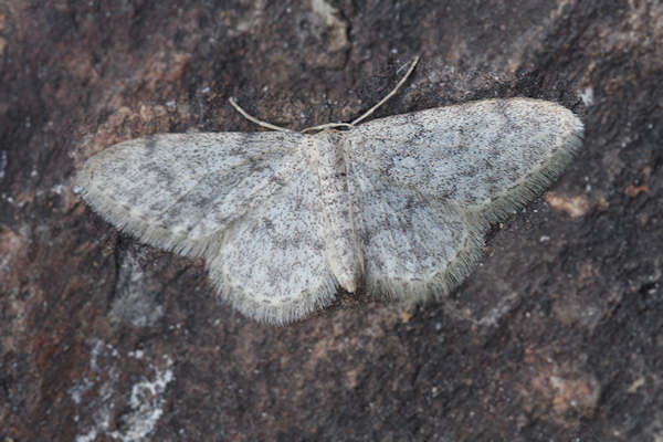 Idaea typicata: Bild 6