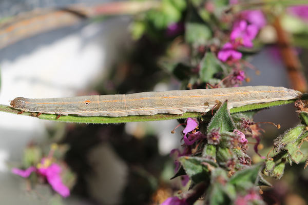 Grammodes bifasciata: Bild 2