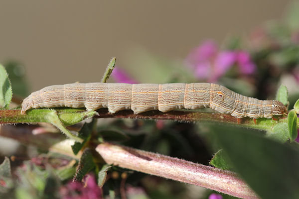 Grammodes bifasciata: Bild 3