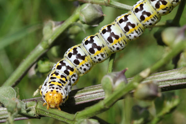 Cucullia blattariae: Bild 6