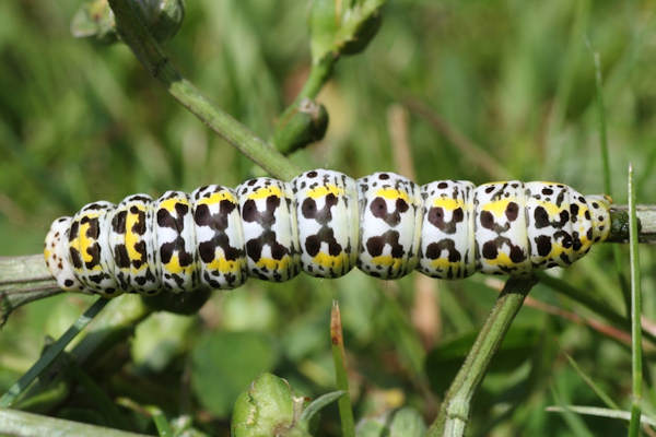 Cucullia blattariae: Bild 7