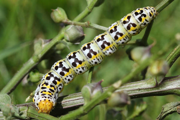 Cucullia blattariae: Bild 8