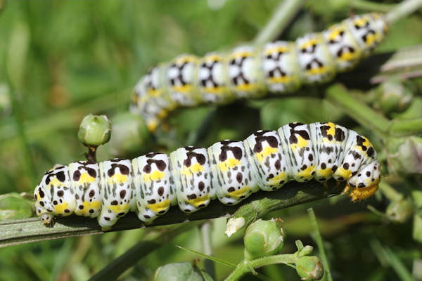 Cucullia blattariae: Bild 9