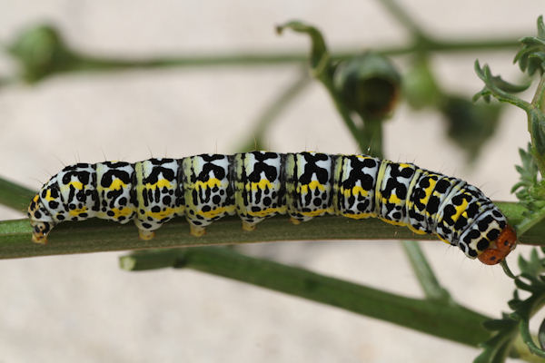 Cucullia blattariae: Bild 10