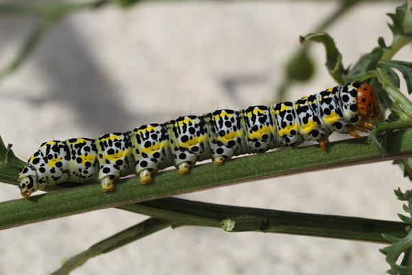 Cucullia blattariae: Bild 12