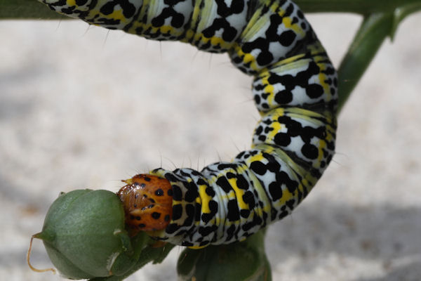 Cucullia blattariae: Bild 13