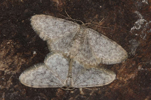 Idaea typicata: Bild 21