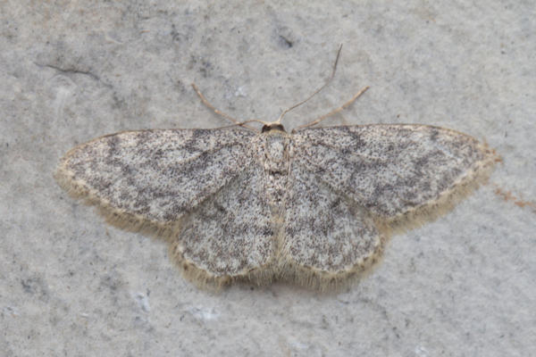 Idaea typicata: Bild 8