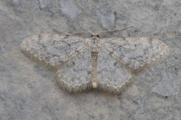 Idaea typicata: Bild 9