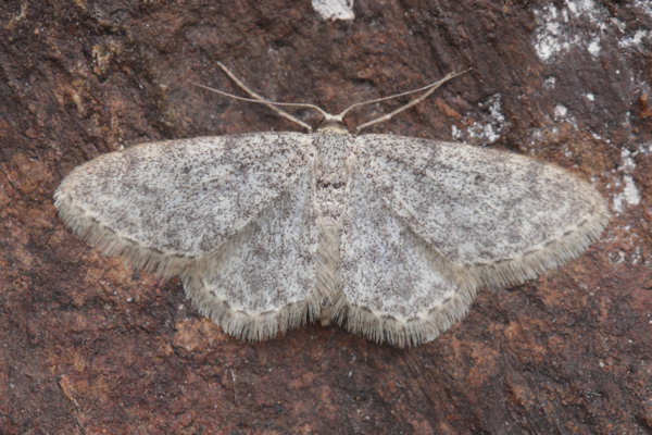 Idaea typicata: Bild 10