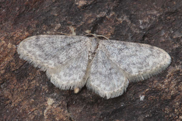 Idaea typicata: Bild 11