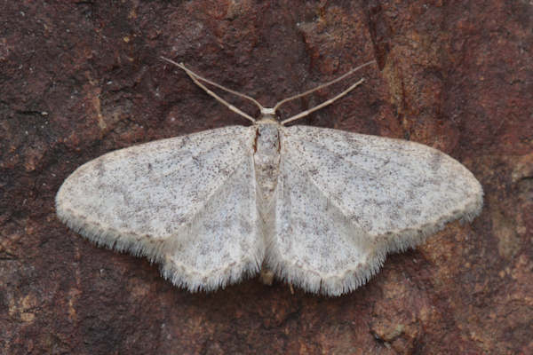 Idaea typicata: Bild 12