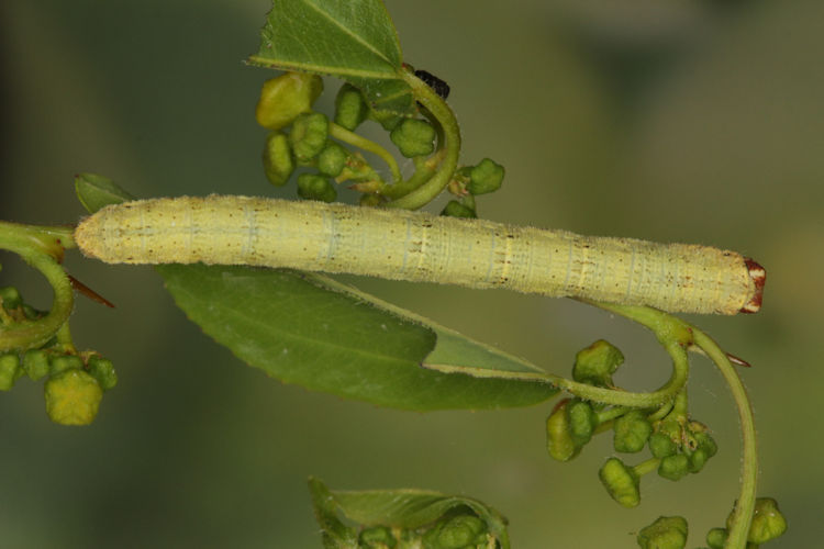 Erannis declinans: Bild 20