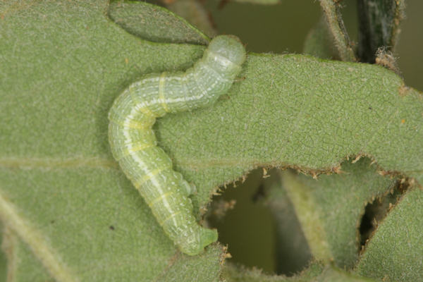 Alsophila aescularia: Bild 35