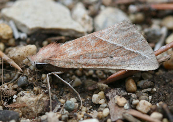 Compsoptera opacaria: Bild 2