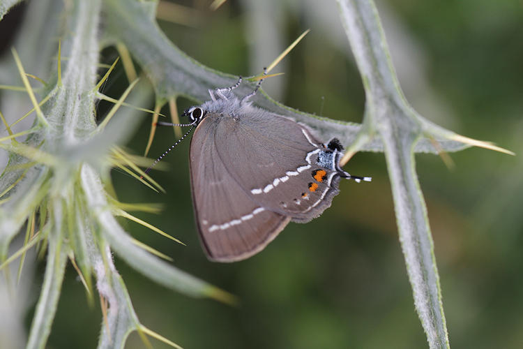 Satyrium spini: Bild 40