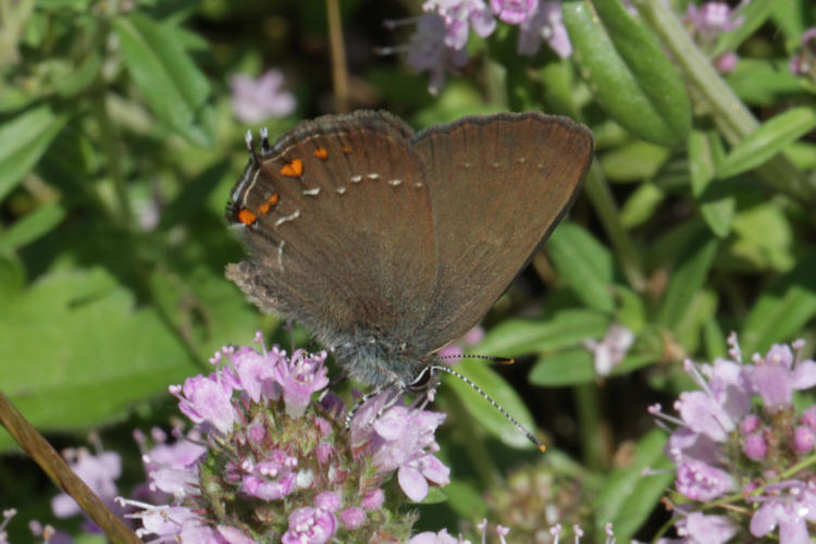 Satyrium ilicis: Bild 20