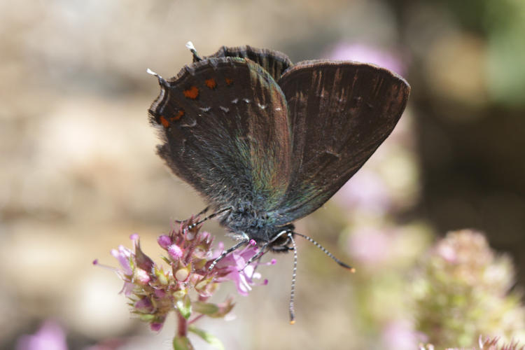 Satyrium ilicis: Bild 22