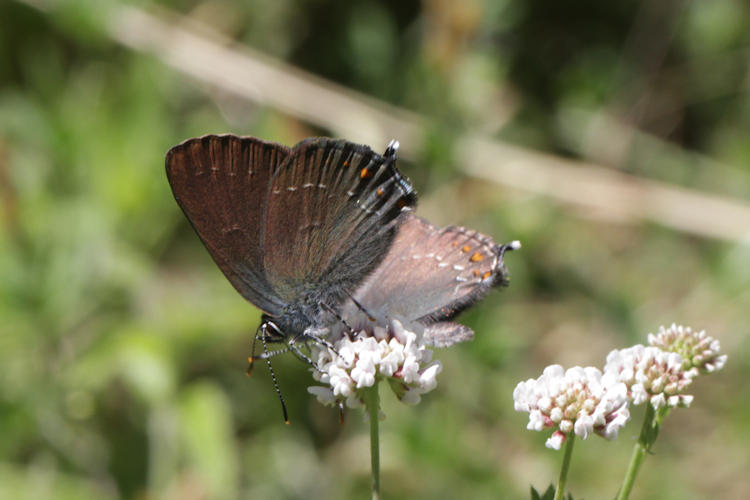 Satyrium ilicis: Bild 23