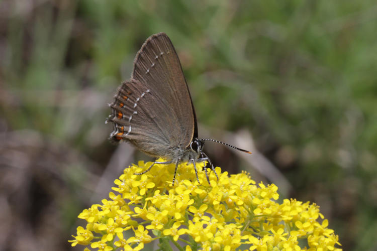 Satyrium ilicis: Bild 25