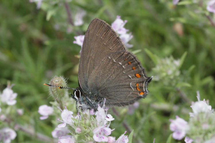 Satyrium ilicis: Bild 26