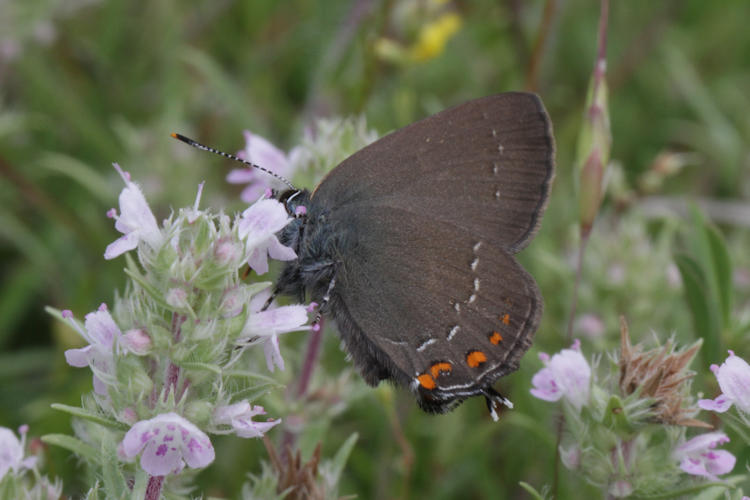 Satyrium ilicis: Bild 29